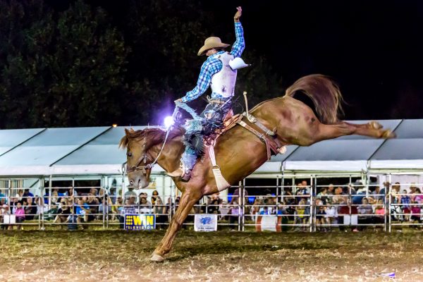 Saddle Bronc